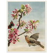 About Robins vintage cute bird illustration by Lady Lindsay