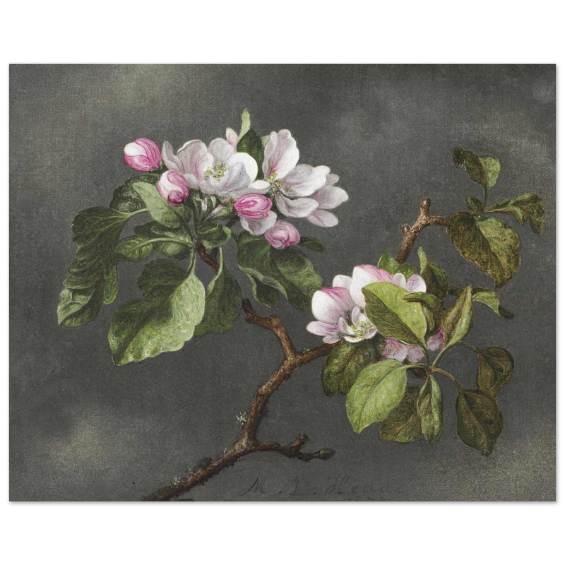 Apple Blossoms flowers by Martin Johnson Heade
