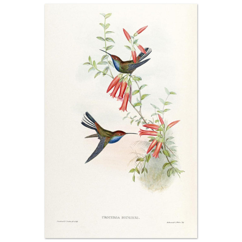 Hummingbirds  by John Gould XIX century . A Monograph of the Trochilidae.