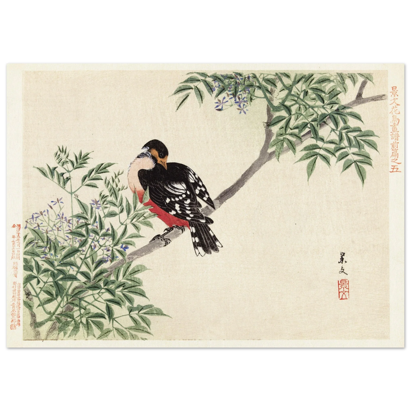 Black-red bird by Matsumura Keibun, 1892.