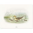 Pintail duck with duclings . Vintage bird print .   XIX beautiful illustration of european birds collection.