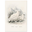 Willow and Rock Ptarmigan birds. Vintage bird print.   XIX beautiful illustration of european birds collection.