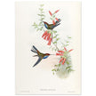 Hummingbirds  by John Gould XIX century . A Monograph of the Trochilidae.