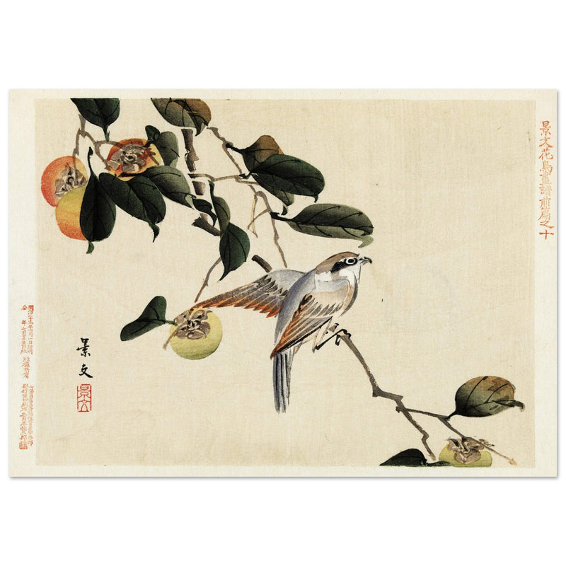 Bird and persimmon by Matsumura Keibun, 1892.