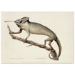 The Chameleon. Lacerta Chameleon by George Shaw 1792. Poster reproduction of an old historic illustration..