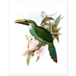 Art print / canvas of vintage green toucan by John Gould XIX Century. Antique bird painting