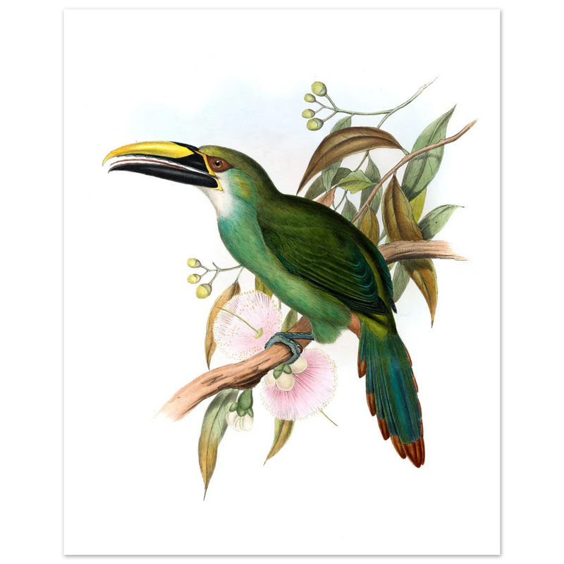 Art print / canvas of vintage green toucan by John Gould XIX Century. Antique bird painting