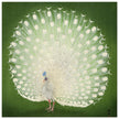 Peacock woodblock print by Ohara Koson