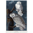 Snowy owl Stryx Nyctea by Robert Havell after James Audubon