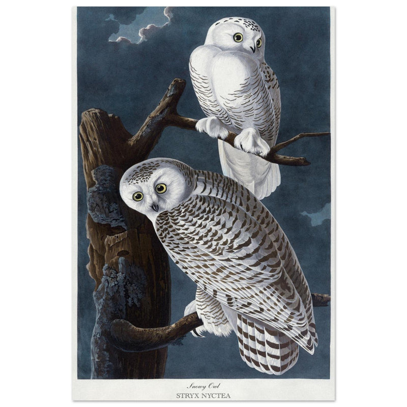 Snowy owl Stryx Nyctea by Robert Havell after James Audubon