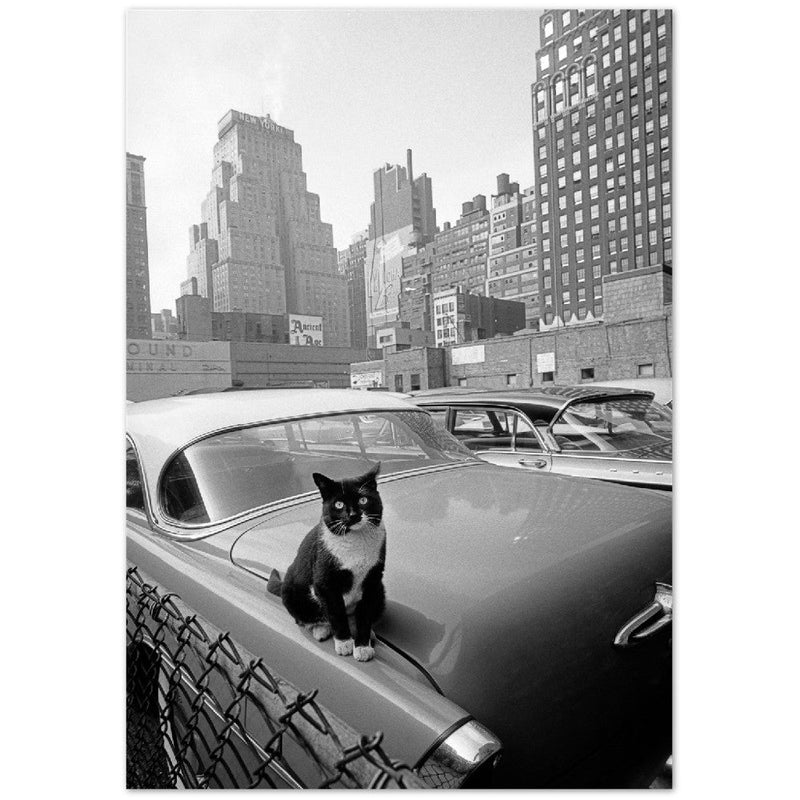 Cat sitting on vintage car. Skyscrapers in New York City. Black and white photo by Angelo Rizzuto
