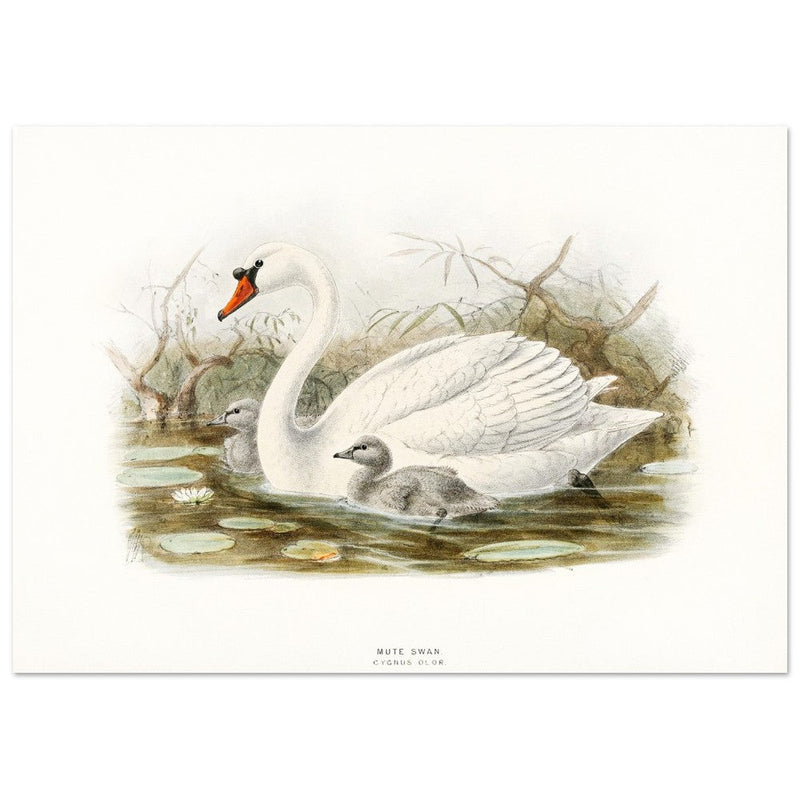 Mute swan . Vintage bird print .   XIX beautiful illustration of european birds collection.