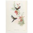 Hummingbirds  by John Gould XIX century . A Monograph of the Trochilidae.