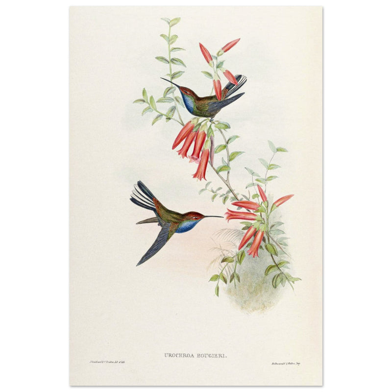 Hummingbirds  by John Gould XIX century . A Monograph of the Trochilidae.