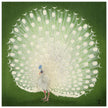 Peacock woodblock print by Ohara Koson