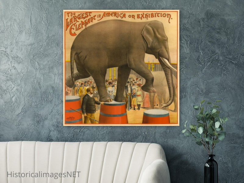 Vintage circus exhibition poster.