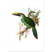 Art print / canvas of vintage green toucan by John Gould XIX Century. Antique bird painting