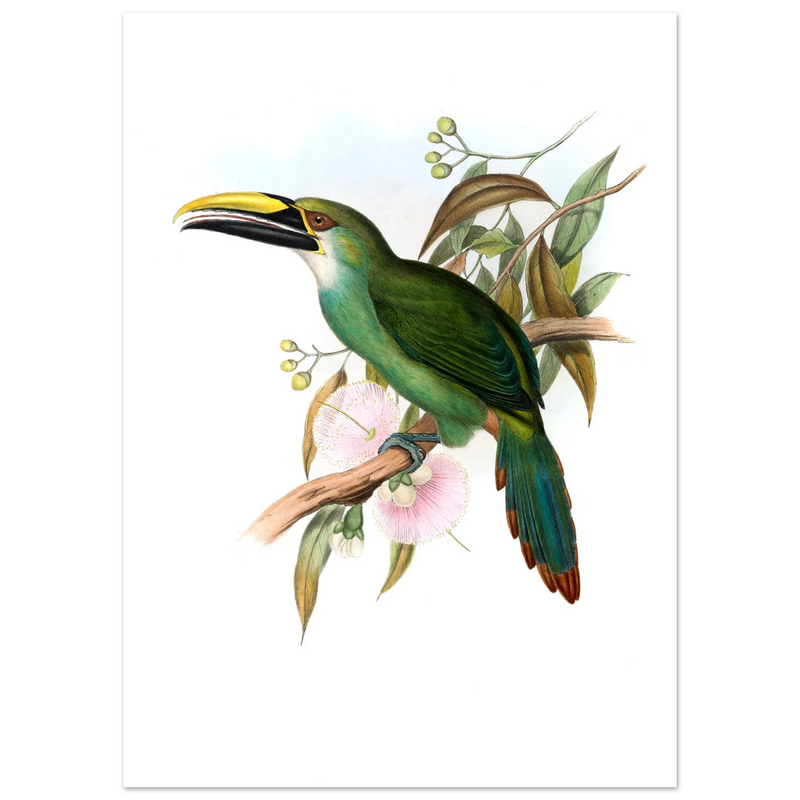 Art print / canvas of vintage green toucan by John Gould XIX Century. Antique bird painting