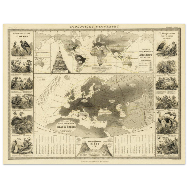 Birds in Europe illustrated vintage old map by Alexander Keith Johnston