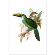 Art print / canvas of vintage green toucan by John Gould XIX Century. Antique bird painting