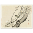 Bird in tree with white blossom by Matsumura Keibun, 1892