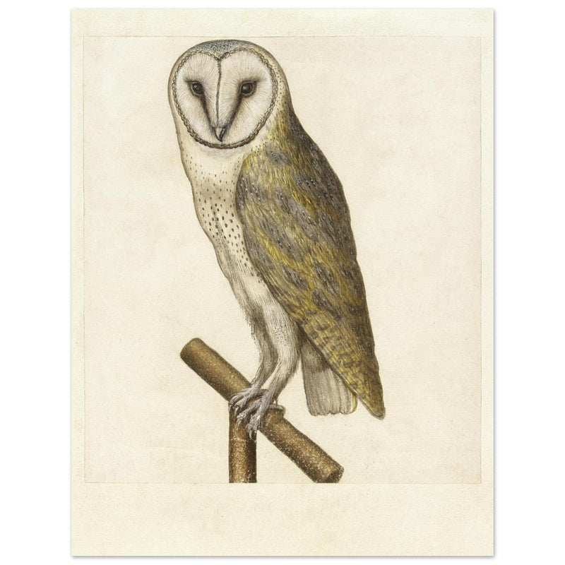 Barn owl anonymous author vintage illustration of the XVI century.
