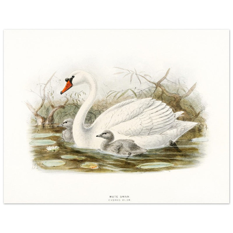 Mute swan . Vintage bird print .   XIX beautiful illustration of european birds collection.