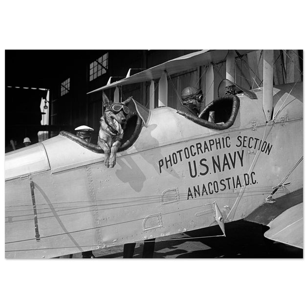 Police dog disguised as a pilot at the Naval Air Station