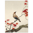 Japanese waxwing on maple by Ohara Koson