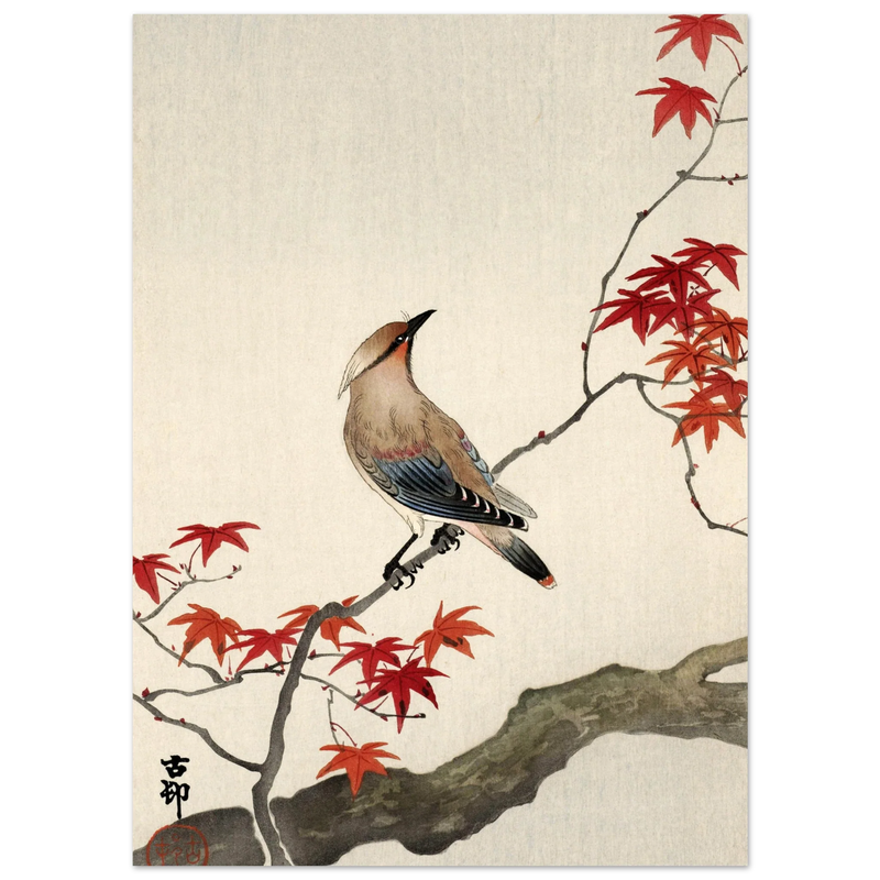 Japanese waxwing on maple by Ohara Koson