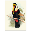 Toucan by John Gould XIX Century. Antique bird painting
