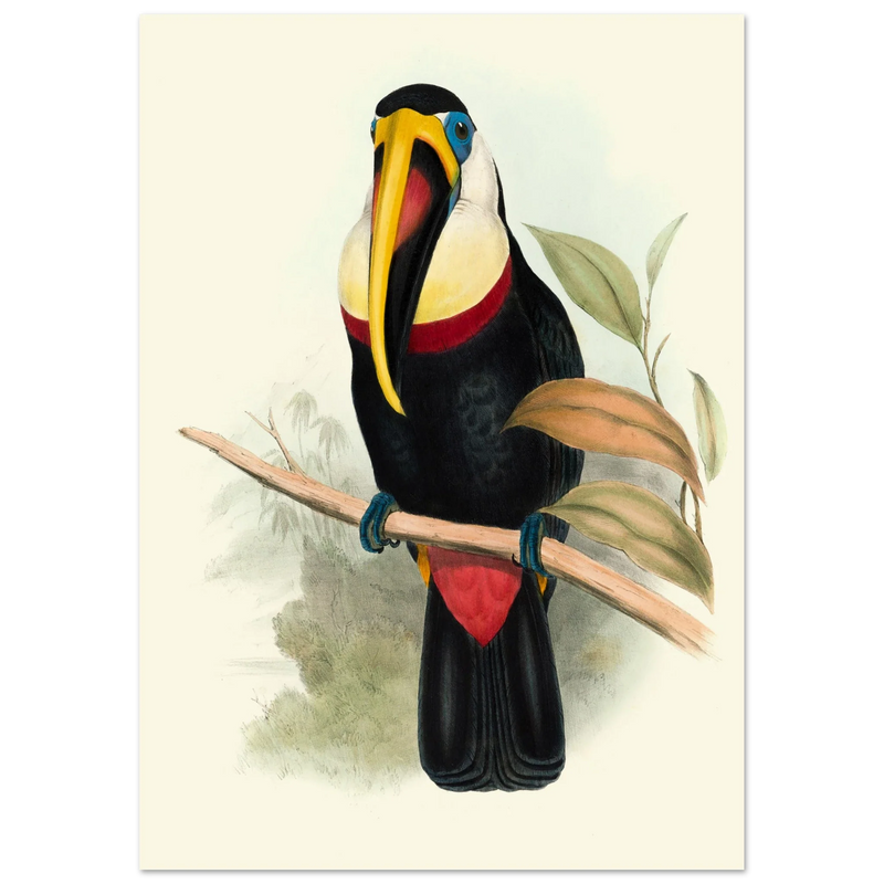 Toucan by John Gould XIX Century. Antique bird painting