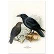 Raven and brown necked raven birds. Vintage bird print.   XIX beautiful illustration of european birds collection.