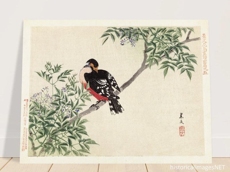 Black-red bird by Matsumura Keibun, 1892.