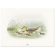 Pintail duck with duclings . Vintage bird print .   XIX beautiful illustration of european birds collection.