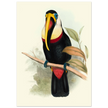 Toucan by John Gould XIX Century. Antique bird painting