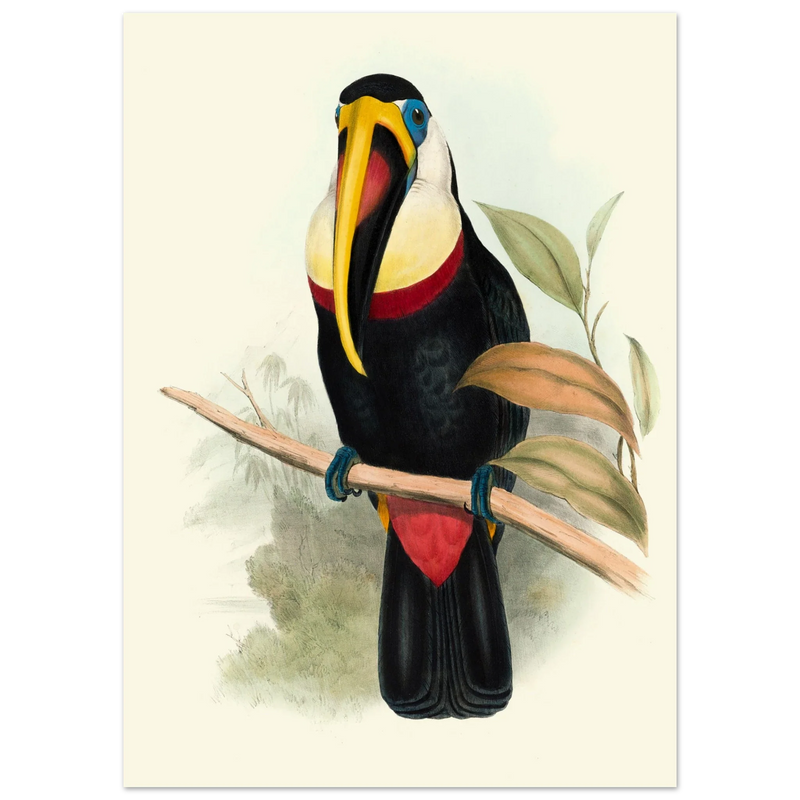 Toucan by John Gould XIX Century. Antique bird painting