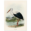 White stork. Vintage bird print .   XIX beautiful illustration of european birds collection.