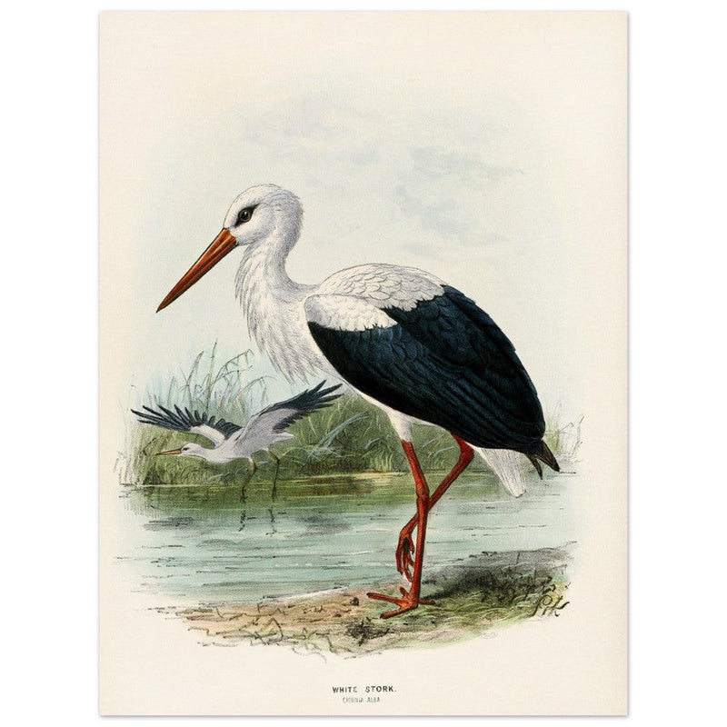 White stork. Vintage bird print .   XIX beautiful illustration of european birds collection.