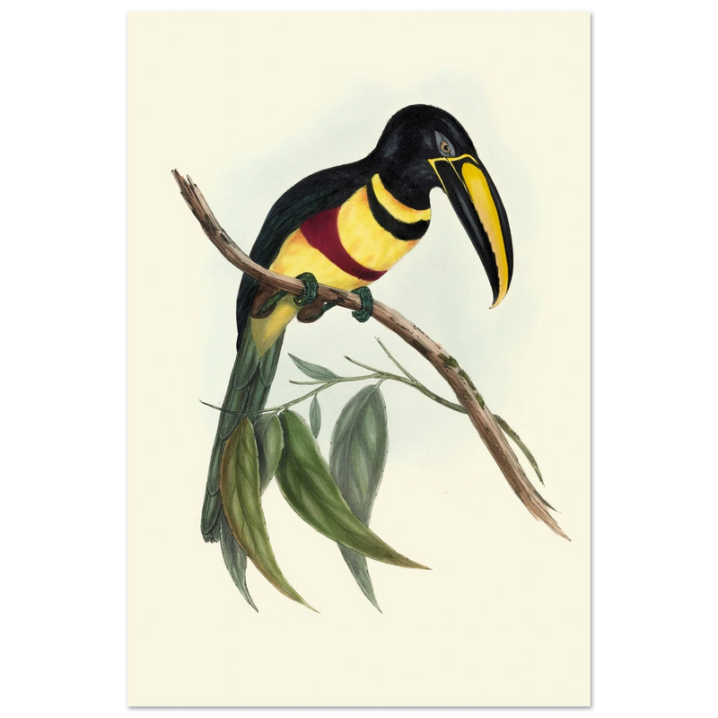 Toucan by John Gould XIX Century. Antique bird illustration