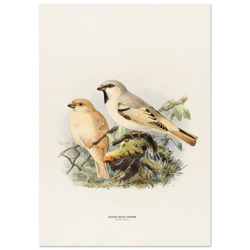 Algerian desert sparrow. Vintage bird print.   XIX beautiful illustration of european birds collection.