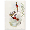 Hummingbirds  by John Gould XIX century . A Monograph of the Trochilidae. 4884