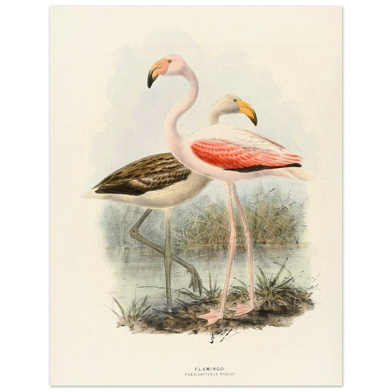 Flamingoes . Vintage bird print .   XIX beautiful illustration of european birds collection.