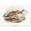 Redbreasted snipe birds. Vintage bird print.   XIX beautiful illustration of asian birds collection.