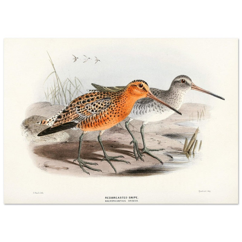 Redbreasted snipe birds. Vintage bird print.   XIX beautiful illustration of asian birds collection.