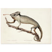 The Chameleon. Lacerta Chameleon by George Shaw 1792. Poster reproduction of an old historic illustration..