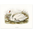 Mute swan . Vintage bird print .   XIX beautiful illustration of european birds collection.