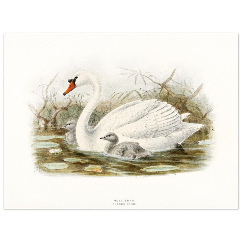 Mute swan . Vintage bird print .   XIX beautiful illustration of european birds collection.