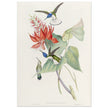 Hummingbirds  by John Gould XIX century . A Monograph of the Trochilidae.