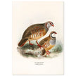 Red legged and barbary partdridges. Vintage bird print.   XIX beautiful illustration of european birds collection.